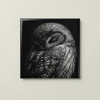 Elegant Black and White Owl Magnets